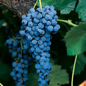 Merlot