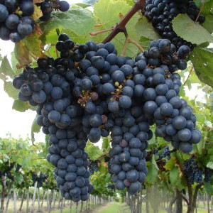 Tannat