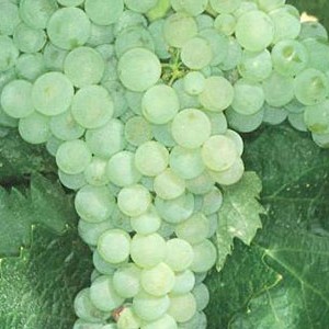 ugni_blanc