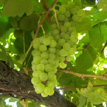 albarino